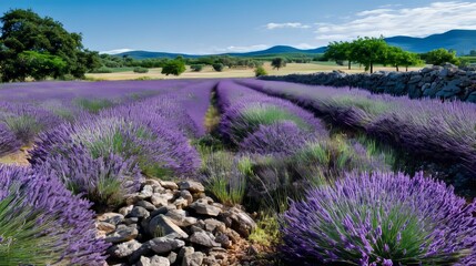 Fototapeta premium Vibrant lavender field in full bloom under a clear sunny sky with a charming stone wall