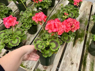 Hand holding potted geranium with bright pink blooms on wooden bench