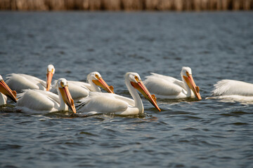 Pelican birds with caruncle horns during breeding season