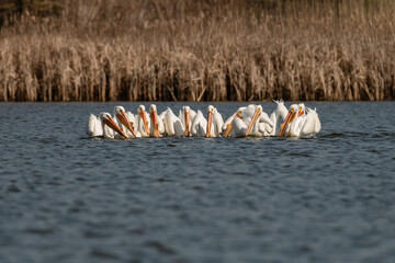 White pelicans showing their beaks with breeding horns in spring
