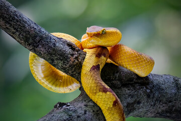 Punicius yellow pit viper on branch