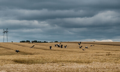 A group of birds in a field. Storks fly into a storm