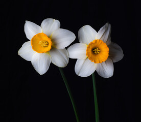 Fototapeta premium Two daffodils yellow and white and black background.