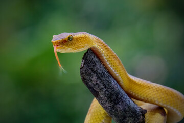 Punicius yellow pit viper on branch