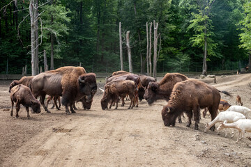 A herd of American Bison in captivity
