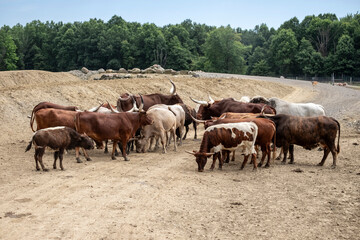 Obraz premium A herd of cattle outdoors at a wildlife park
