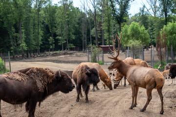 Deer and Bison gather at wildlife park