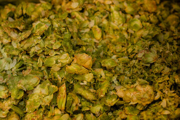 Close up of green dried hops used for brewing beer