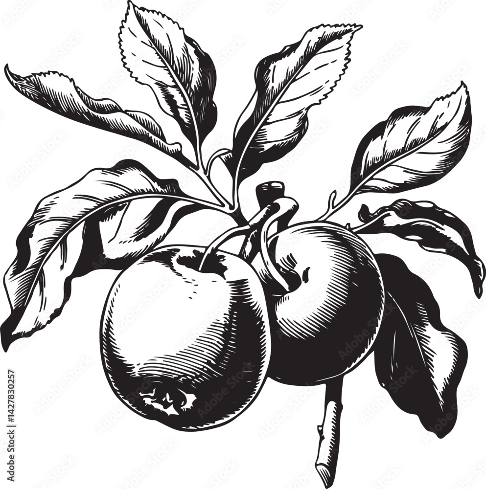 Poster blue ink botanical apple drawing with minimalist style showing two apples on a branch delicate vinta