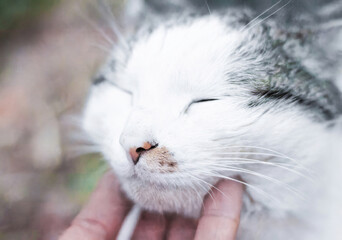 A hand gently strokes a very beautiful domestic cat