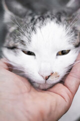 A hand gently strokes a very beautiful domestic cat