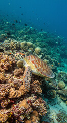 Obraz premium Sea Turtle Swimming Over Coral Reef Underwater Vertical