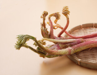 山うど　イメージ