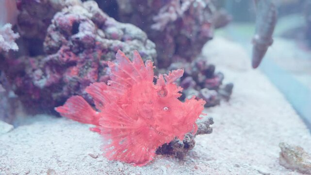 水槽の中で鮮やかな魚が見ずに漂う