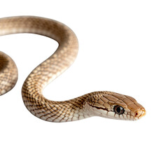 Fototapeta premium A close-up image of a snake with a brown and white pattern. The snake is isolated on a white background, with its head tilted to the side, showing its watchful gaze.