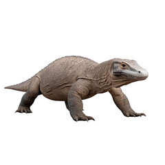 Obraz premium A komodo dragon, the largest living species of lizard, walking with its rough, gray skin and long tail
