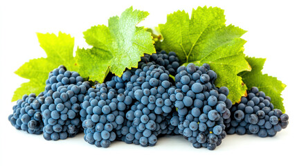 A fresh bunch of green grapes, a healthy fruit from the vine, is isolated on white
