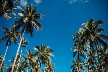Waves of palm trees reach up to the bright blue sky on Espiritu Santo Island in Vanuatu's beautiful...