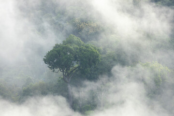 Landscape of Morning Mist with Mountain Layer. mountain ridge and clouds in rural jungle bush forest