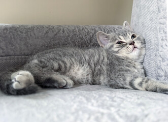 Relaxed Gray Kitten Resting on a Comfortable Sofa. Made on smartphone.