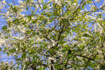 Selective focus white flowers of Prunus padus (bird cherry) full blooming on the tree with blue sky as backdrop, Hackberry is a flowering plant, It is a species of cherry, Natural floral background.