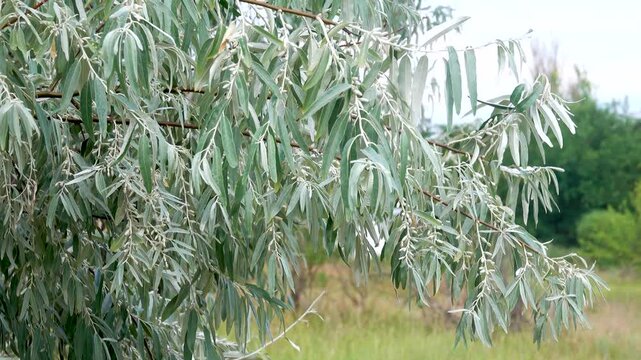 Coastal steppe with shrubs and small trees in summer, seaside scenes. In the foreground is a Russian olive (Elaeagnus angustifolia) with fruits and silvery narrow leaves. Northern Black Sea Region