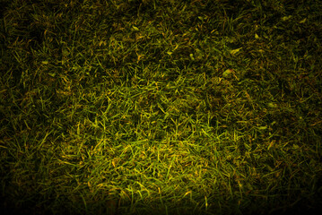 Green grass texture for background. Close-up. Toned.