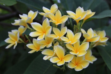  Flower champa ດອກຈໍາປາ