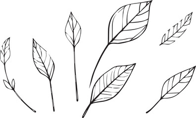 Set of leaves, flat silhouette. Hand drawn vector illustration