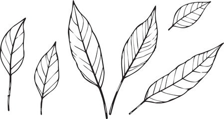 Set of leaves, flat silhouette. Hand drawn vector illustration