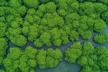 Naklejka premium Lush mangrove forest canopy. Aerial view of a vibrant green mangrove forest ecosystem