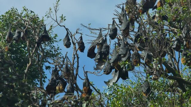 Grey headed flying foxes Pteropus poliocephalus stretch their wings in Botanic Park, Adelaide, South Australia, Australia