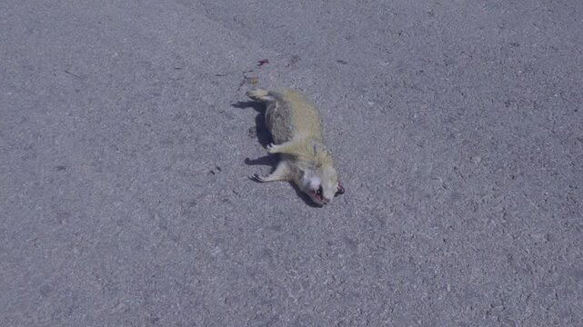 The European souslik (Spermophilus suslicus) is shot down on a highway that cuts through a burrowing settlement and the animals are forced to run across the road, where cars are being crushed.