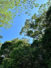 trees and sky