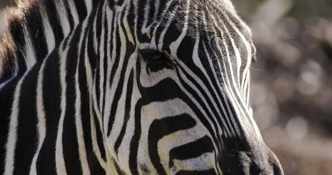 Close-up of a zebra's head staring directly into the camera. Zebra&rsquo;s black-and-white stripes create a striking contrast. Its eyes lock onto the camera, ears flicking slightly.