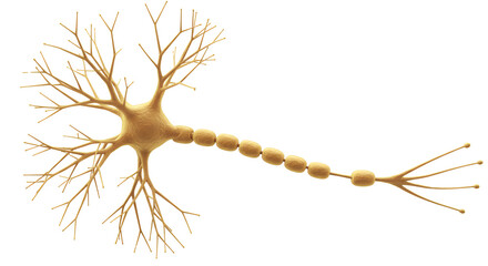 A Detailed 3D Illustration of a Human Neuron Cell with Axon and Dendrites on White Background