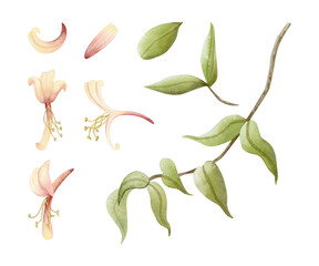 Watercolor honeysuckle vine, flowers and leaves illustration set isolated on white. Tropical garden yellow and pink plant for spring and summer floral nature designs