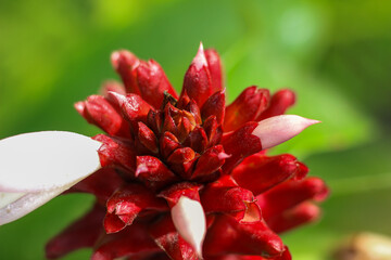 Costus barbatus is a perennial plant with a red inflorescence. The foliage of Costus barbatus is dark green and fuzzy underneath. The long red inflorescences are complemented with bright yellow