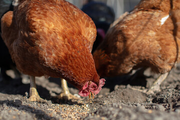 Red domestic chickens peck grains on the ground.