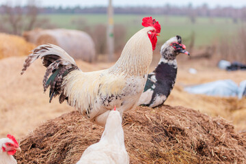 A white rooster and a Muscovy duck are sitting on a haystack.
