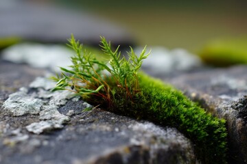 Close-up of vibrant green moss growing on a textured gray rock surface in natural light.