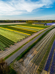 A vibrant tulip field in full bloom stretches across the foreground, with a greenhouse nearby. In...