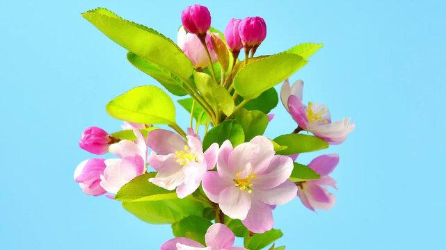 Spring flowers malus spectabilis blossoming flowers time-lapse photography