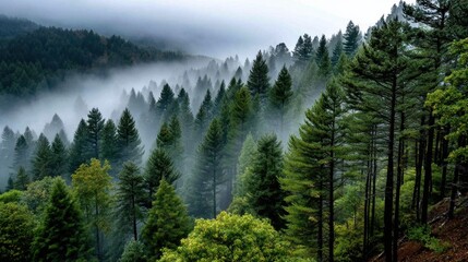 Obraz premium Mystical Misty Forest in Dense Mountainous Woods with Evergreen Trees and Foggy Atmosphere