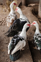Poultry farm. Several Muscovy ducks in a poultry house.