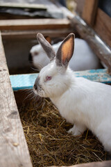White rabbit with black ears and nose in wooden farm box