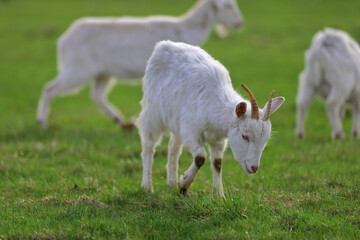 A small goat with horns grazes on a green farm meadow.