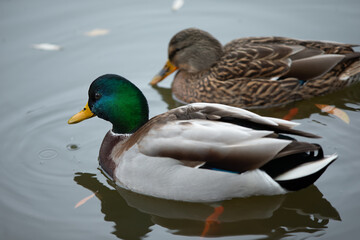Wild ducks are swimming in a pond. One duck is green and yellow, the other is brown and white.