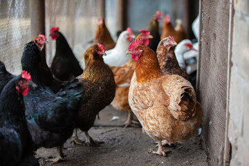A group of chickens are standing in a pen. Some are black, some are brown, and some are white