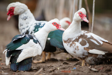 Birds on a farm. Close-up of Muscovy ducks grazing on the ground.